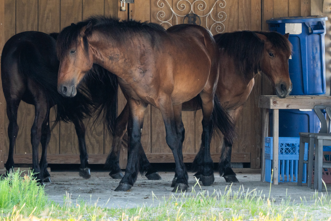 Corolla Wild Horses in a Carova garage