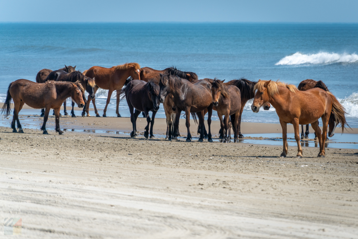 Corolla Wild Horses