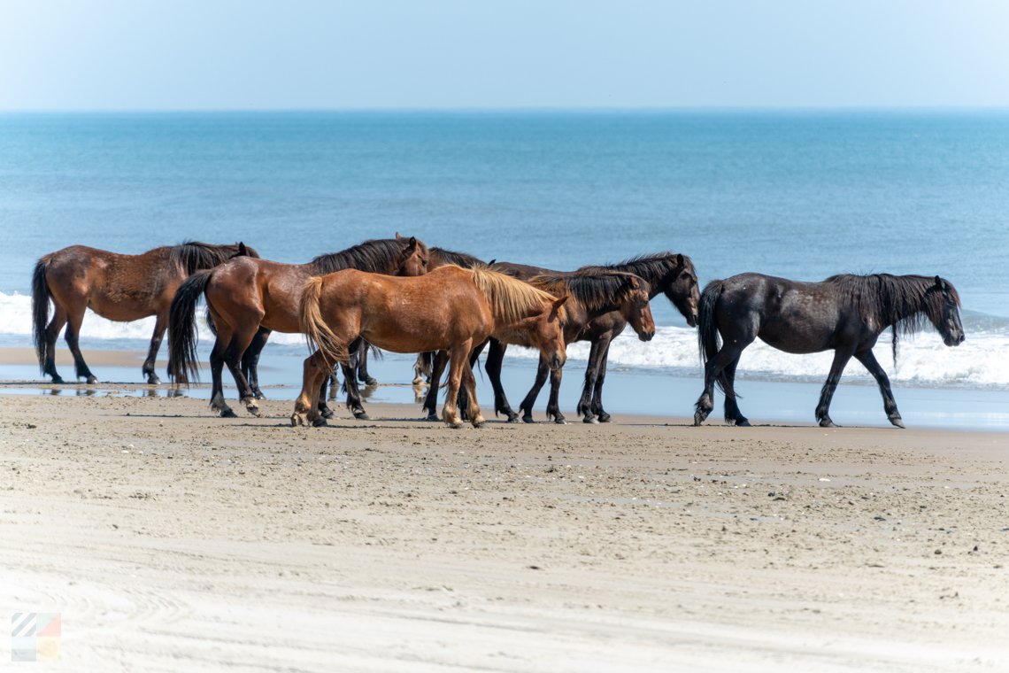 Corolla Wild Horses
