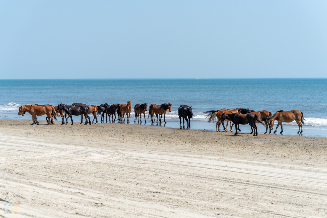 Corolla Wild Horses