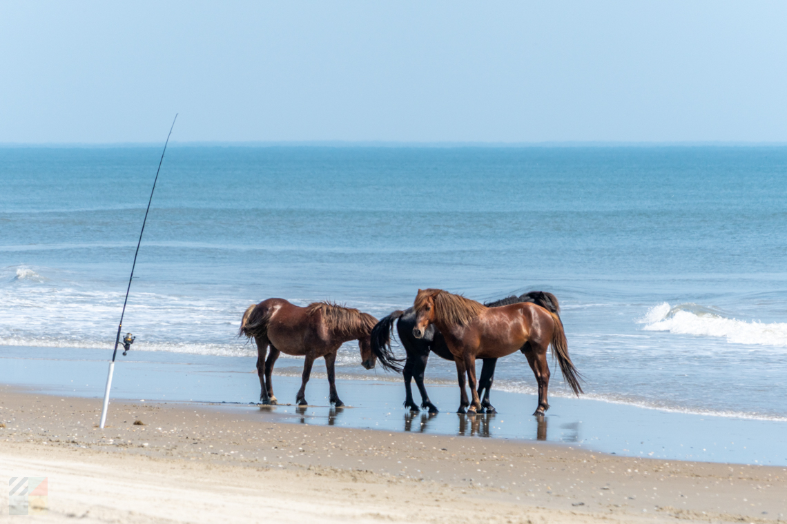 Corolla Wild Horses