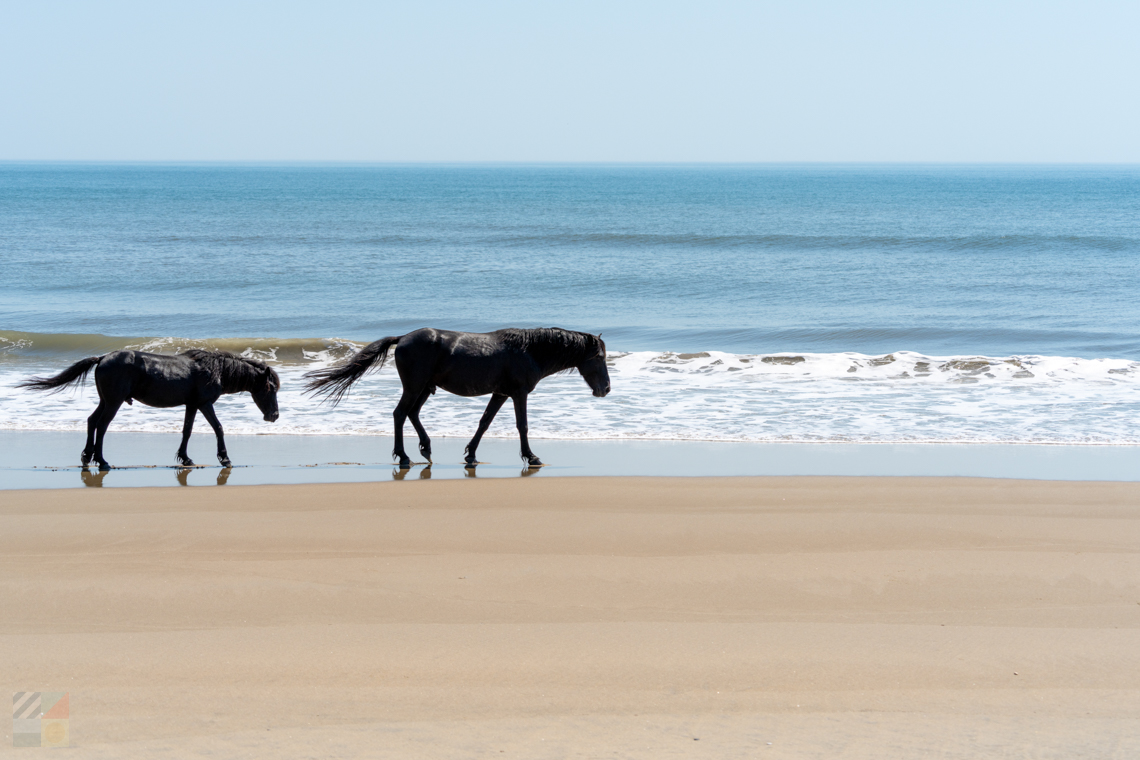 Carova Beach wild horses