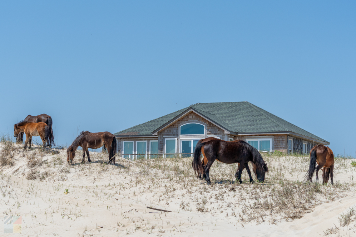 Corolla Wild Horses