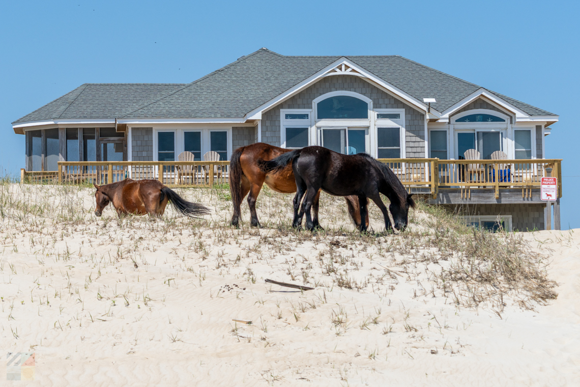 Corolla Wild Horses