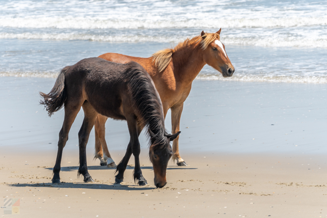 Corolla Wild Horses