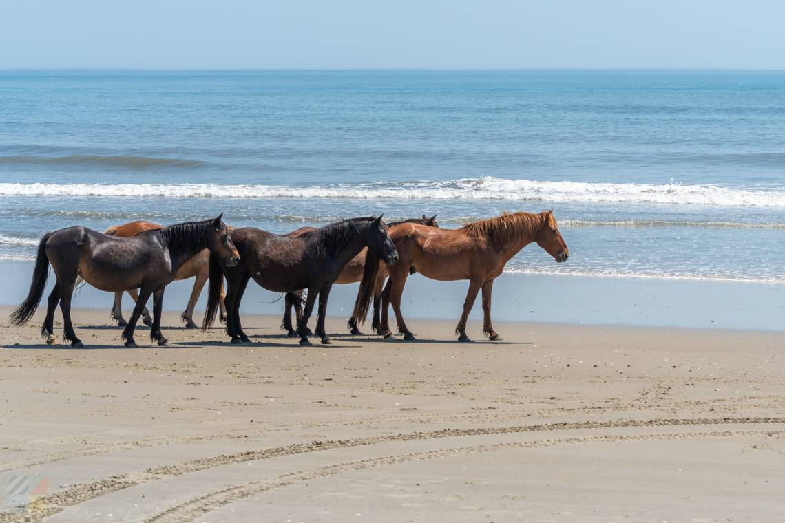 Corolla Wild Horses