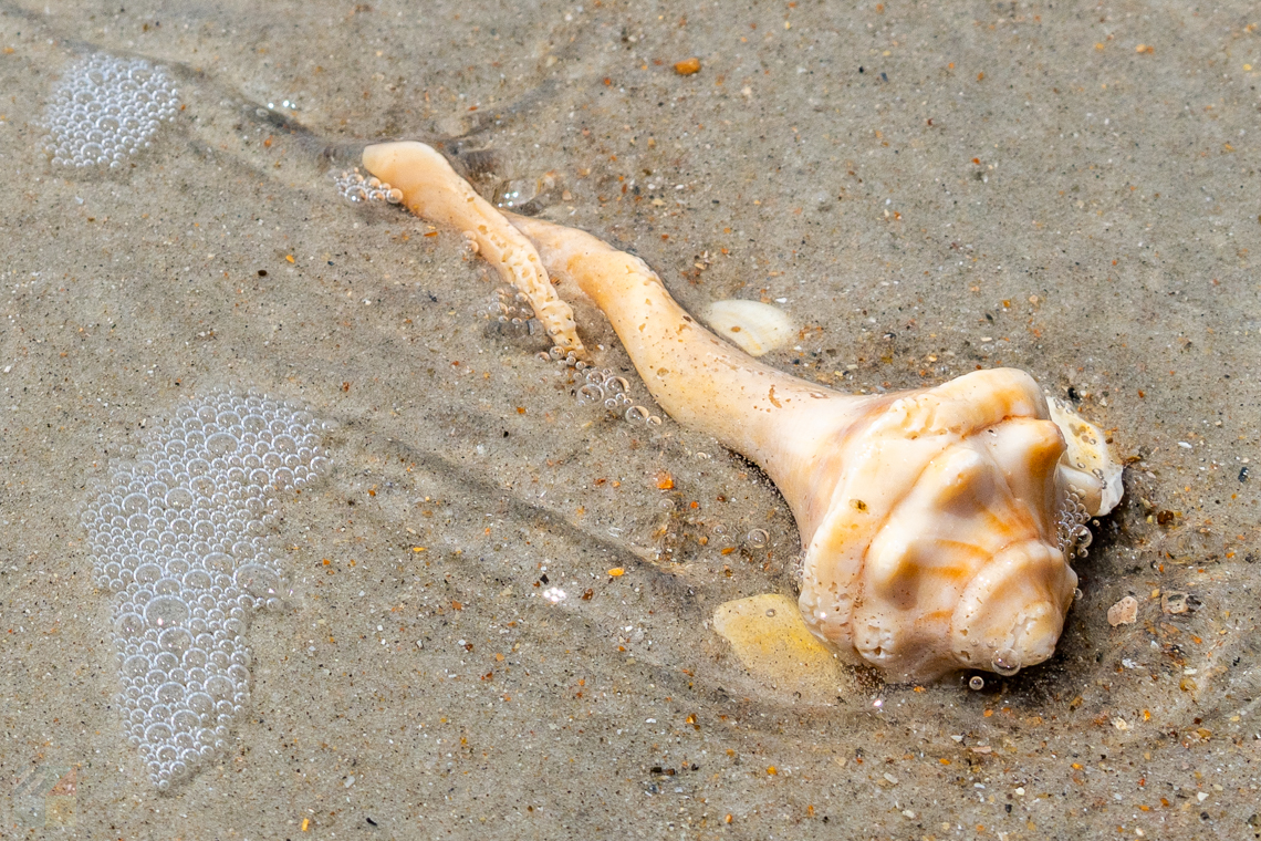 conch on the beach