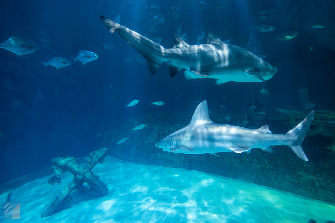 NC Aquarium on Roanoke Island, Manteo NC