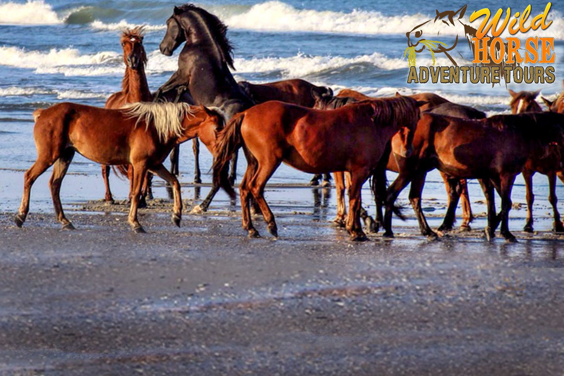 horse tours in outer banks