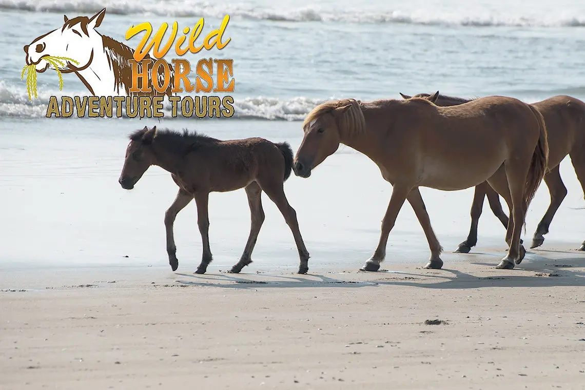 Wild Horse Tours Outer Banks Wild Horse Tours Outer Banks