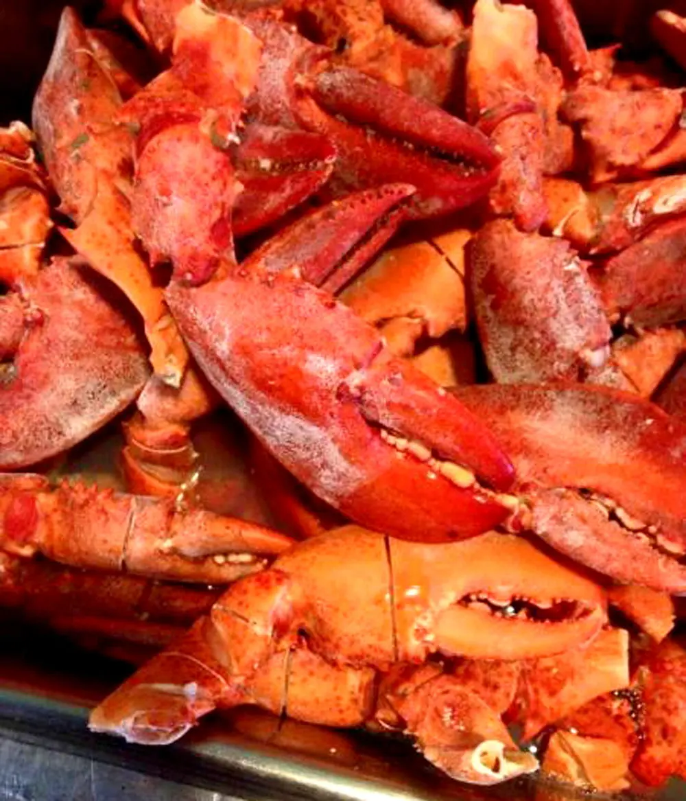 Can Dogs Eat Mussels And Oysters Can Dogs Eat Mussels And Oysters