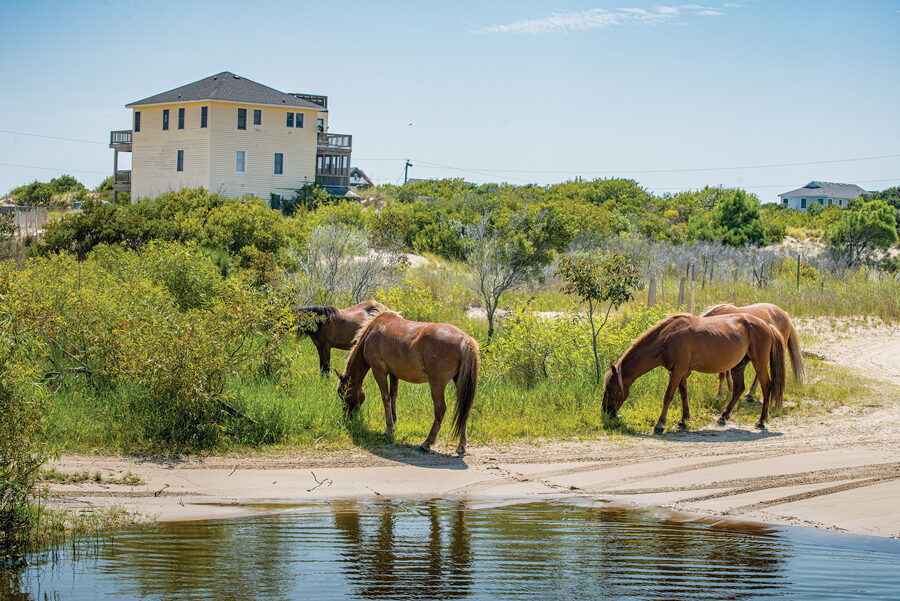 wild horses tour corolla