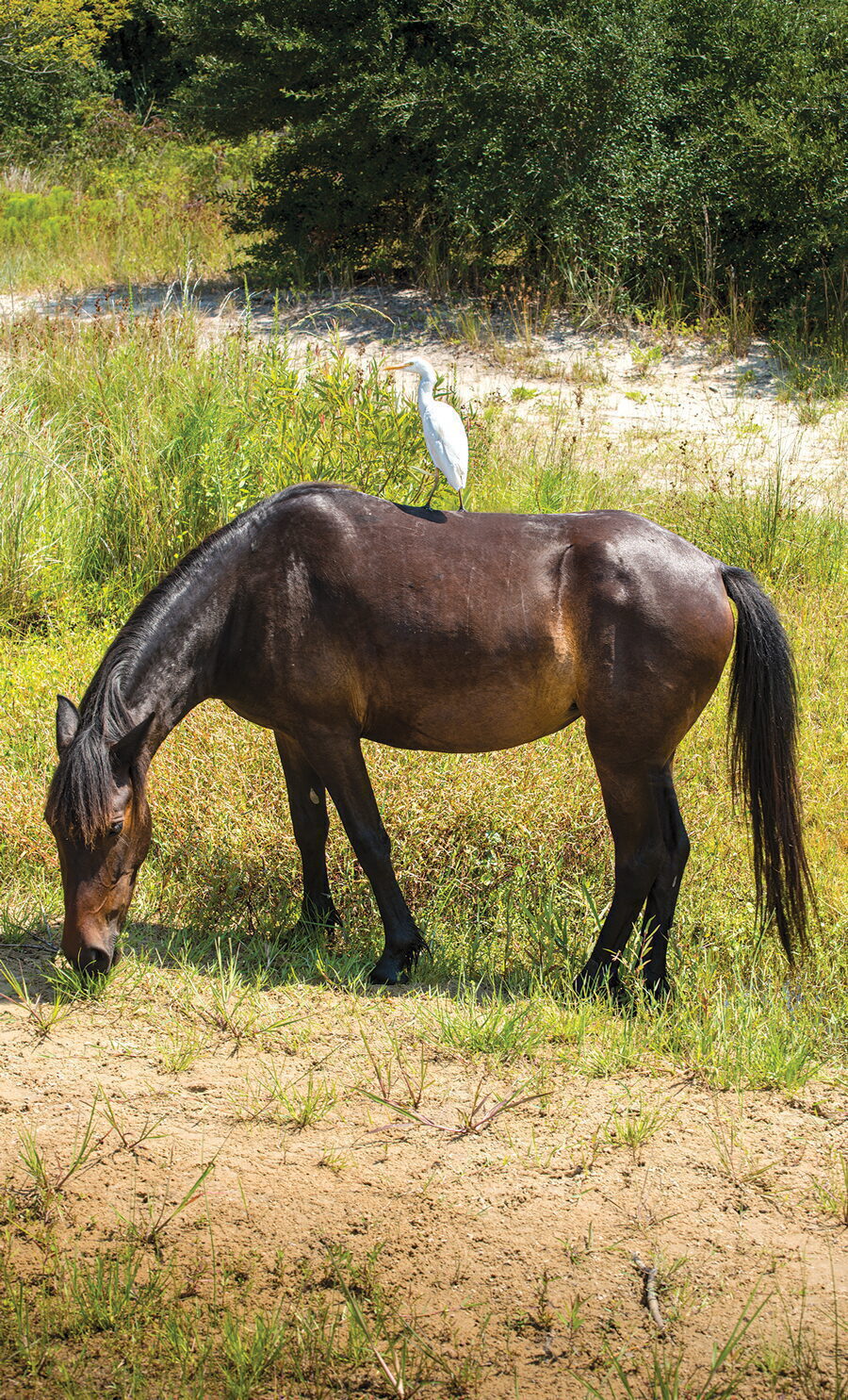 best wild horse tour outer banks