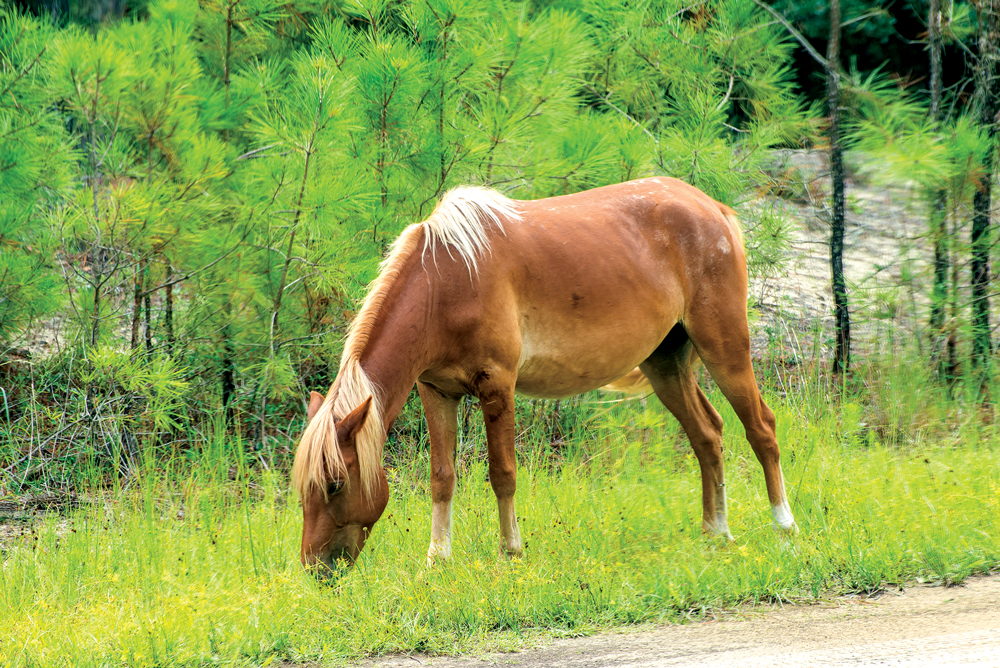 A wild Spanish Mustang grazes - Back Country Safari Tours