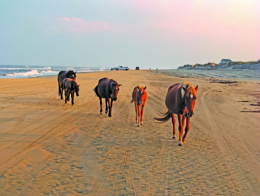 Bob's Wild Horse Adventure Tours