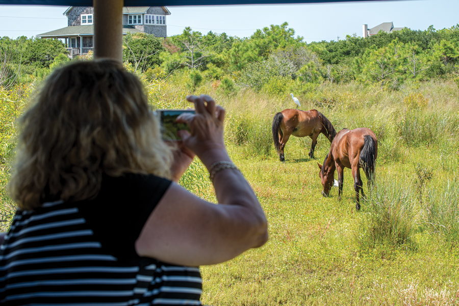 Bob's Wild Horse Adventure Tours