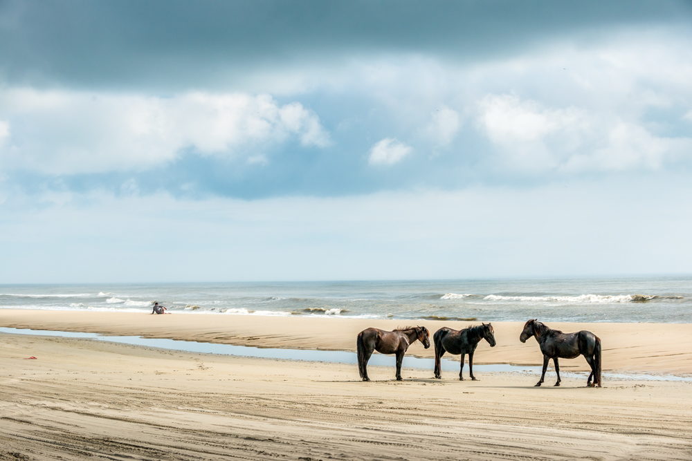 Currituck County Tourism - Wild Spanish Mustangs