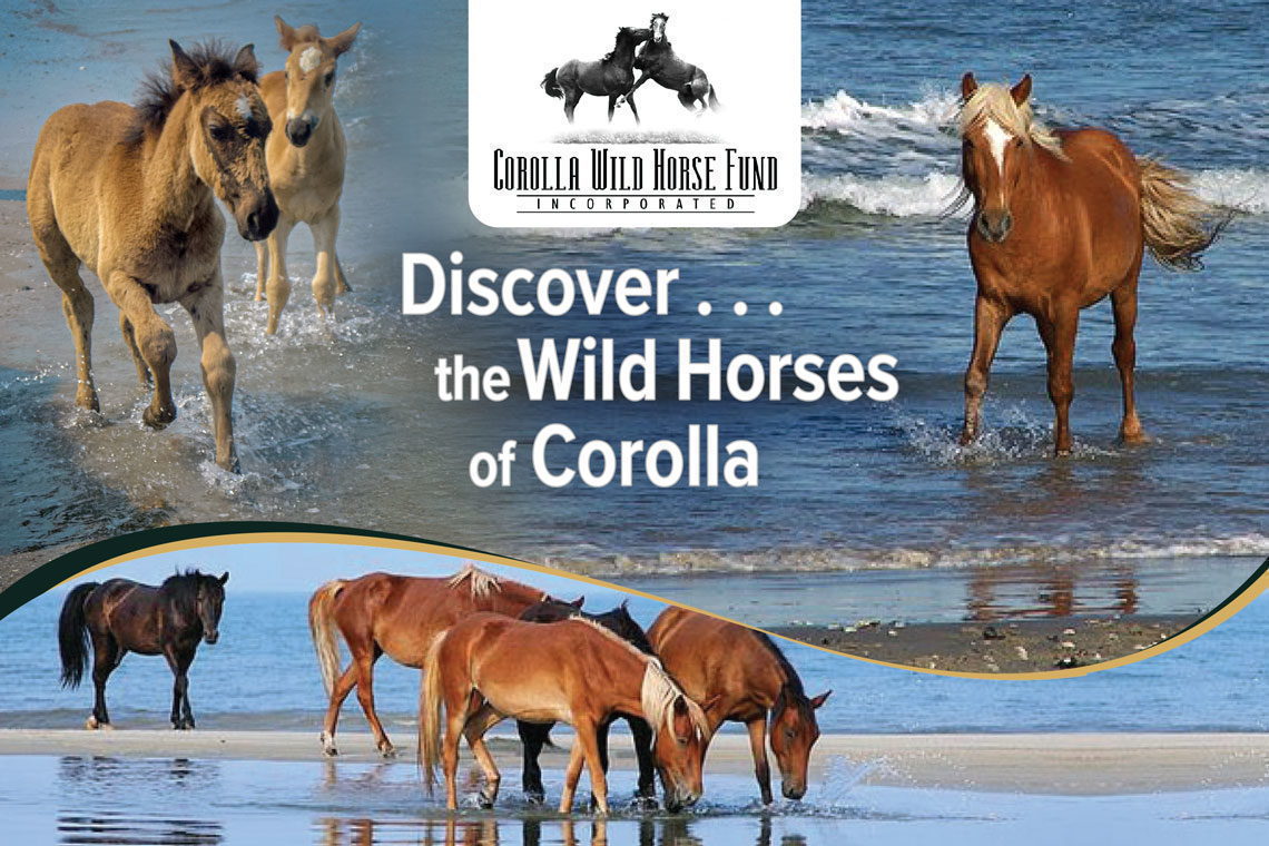 Top Outer Banks Activities for 2022