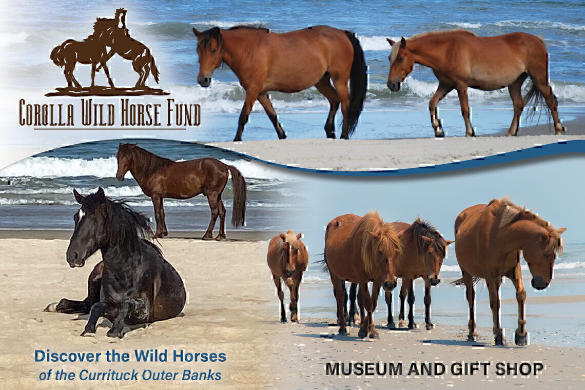 Corolla Wild Horse Fund