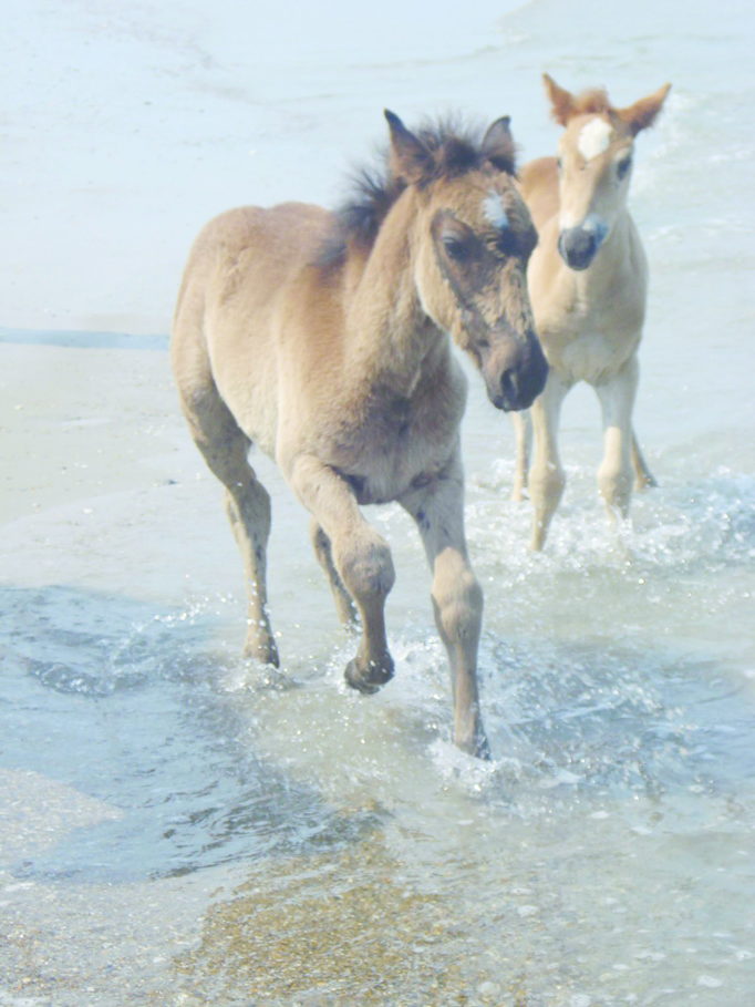 Corolla Wild Horse Fund ponies in the surf