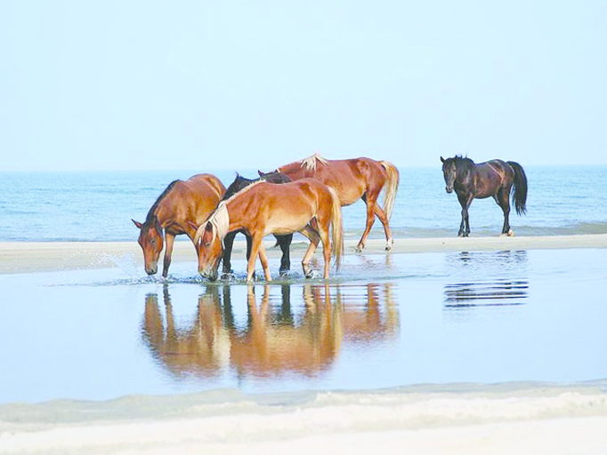 Corolla Wild Horse Fund - horses on the beach