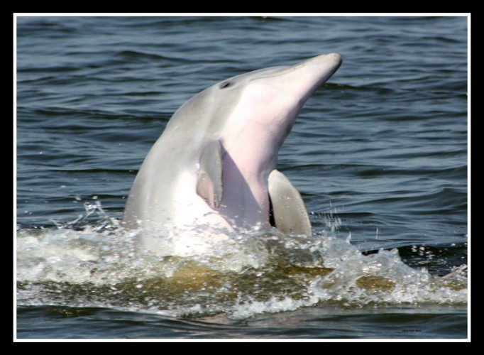 A dolphin - Nags Head Dolphin Watch