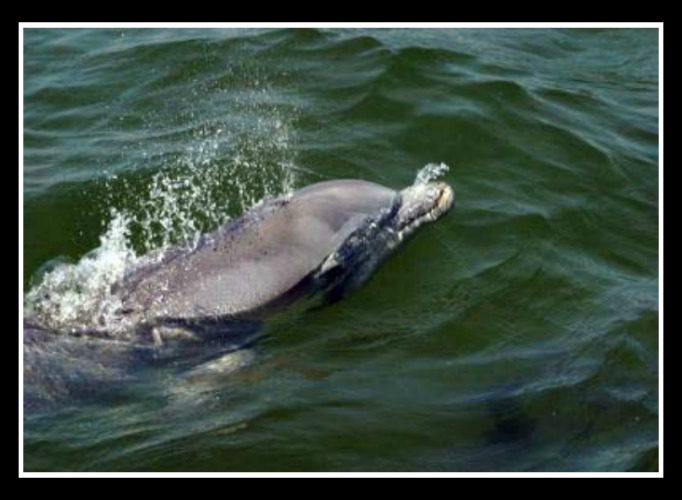 View of a dolphin from Nags Head Dolphin Watch
