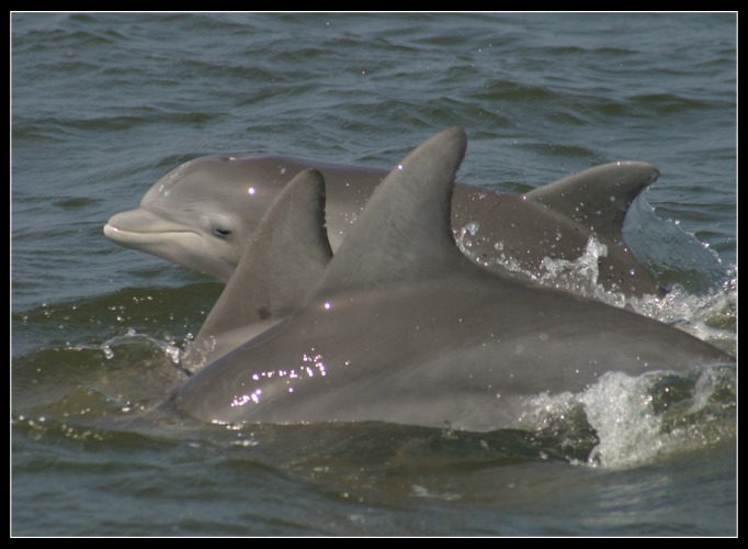 Three dolphins - Nags Head Dolphin Watch