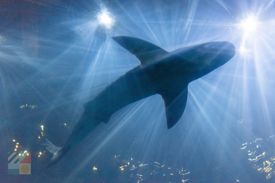 NC Aquarium on Roanoke Island