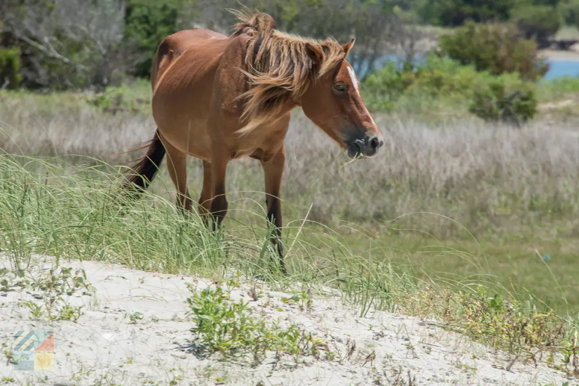 Shackleford Banks
