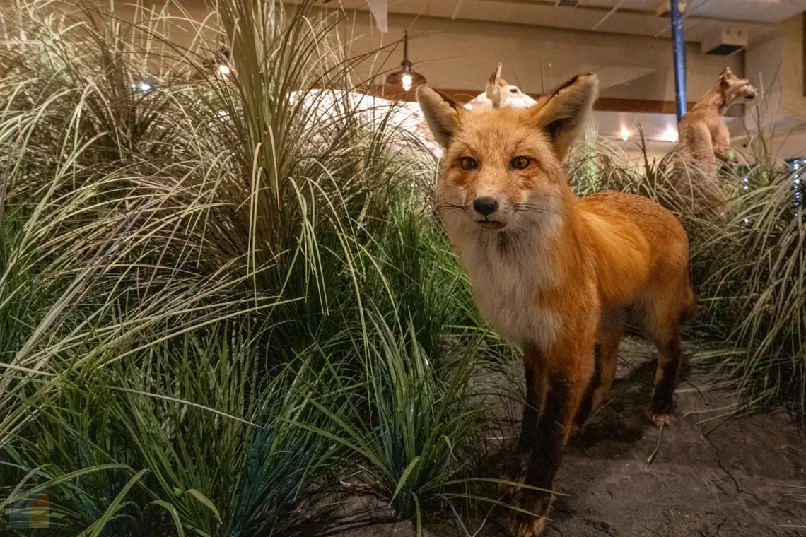 Outer Banks Center for Wildlife Education