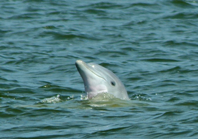 Dolphin sighting from Paradise Dolphin Cruises
