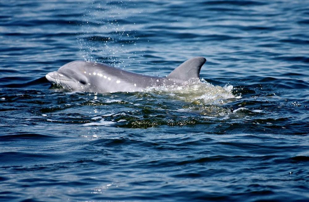 Dolphin sighting from Paradise Dolphin Cruises