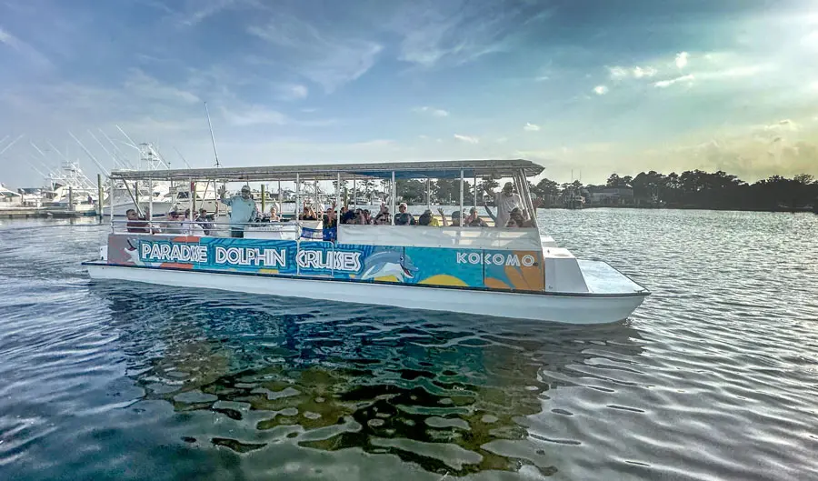 Dolphin sighting from Paradise Dolphin Cruises