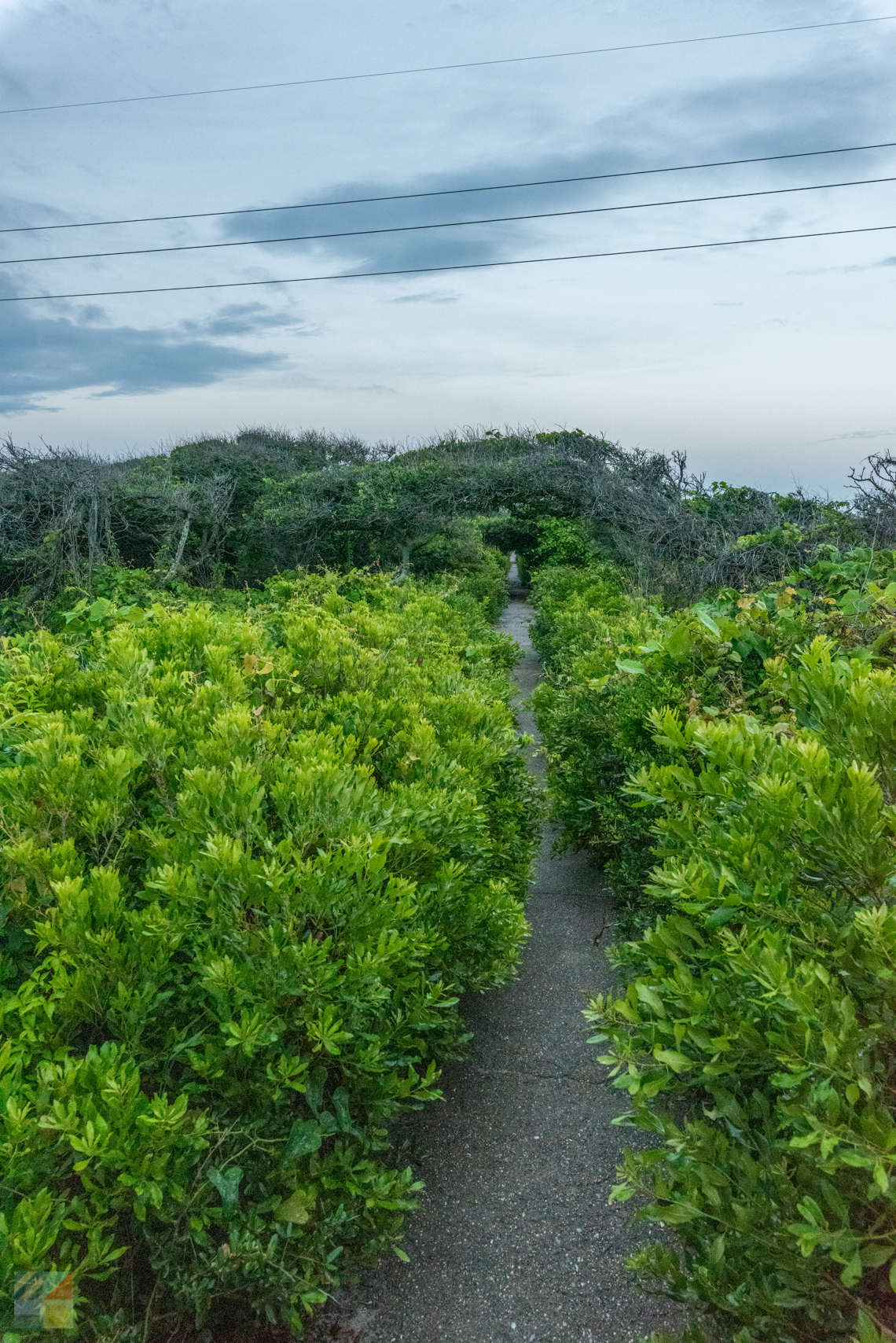 Pea Island NWR trail