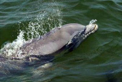 Nags Head Dolphin Watch