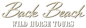 Back Beach Wild Horse Tours