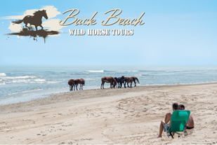 Back Beach Wild Horse Tours