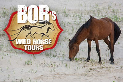 Bob's Wild Horse Tours