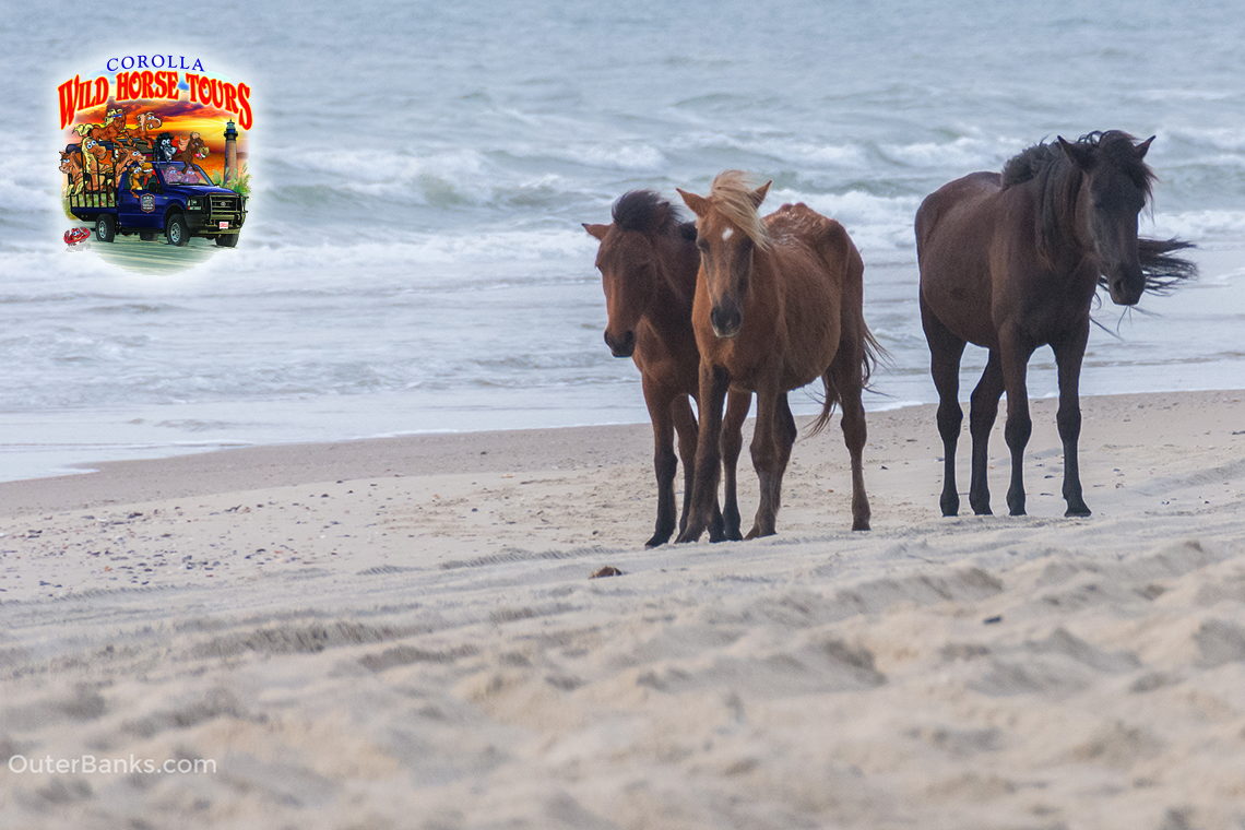 Top 10 Things To Do In Duck Amp Corolla Nc Outerbanks Com