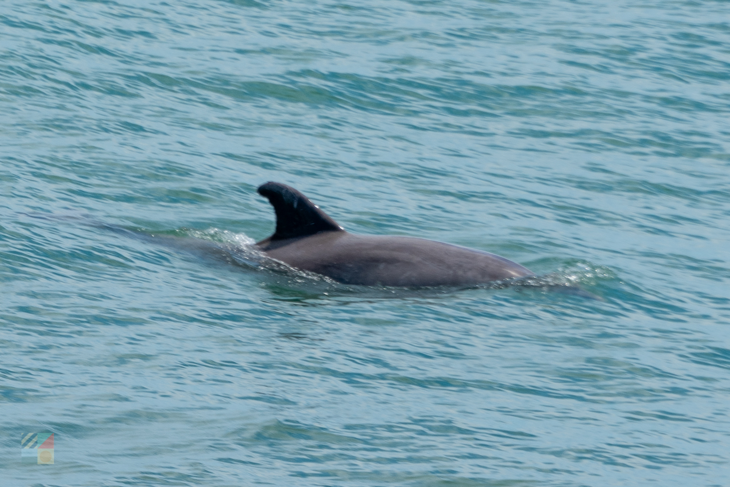 A dolphin sighting from Jennettes Pier