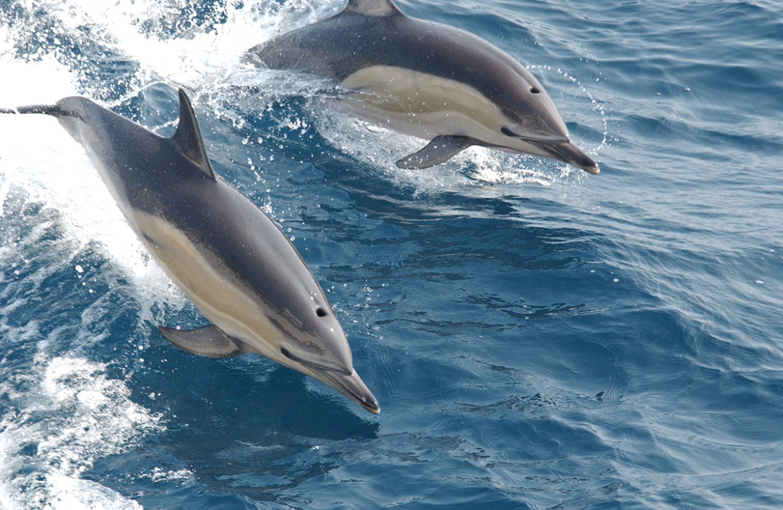 Outer Banks Dolphin Guide - OuterBanks.com