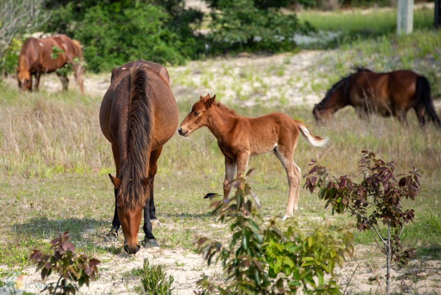 Corolla Wild Horses including a new member of the herd