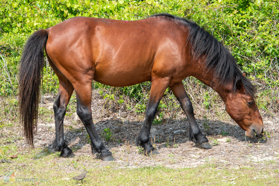 Corolla Wild Horse