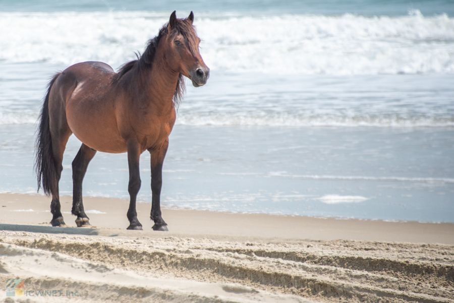 Corolla Wild Horseon the beach