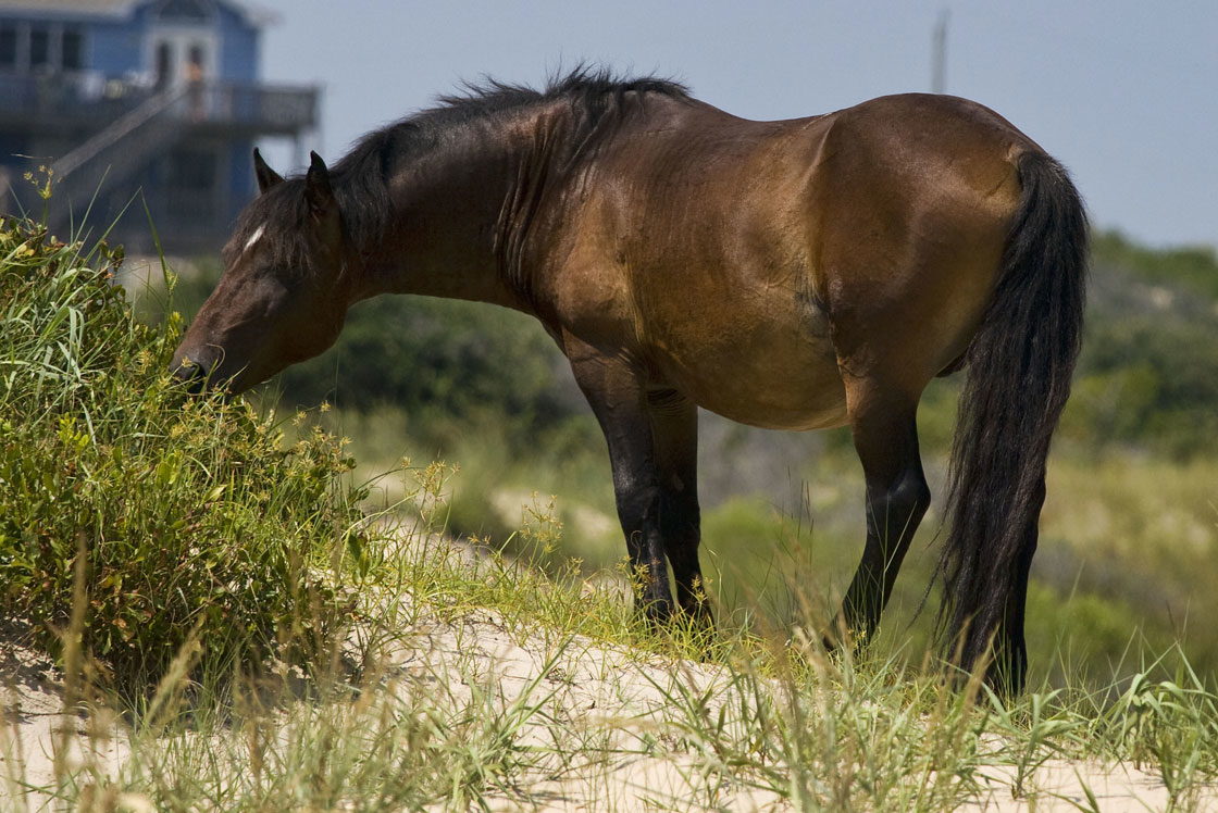Corolla Wild Horses - Photos, Tours and Info - OuterBanks.com