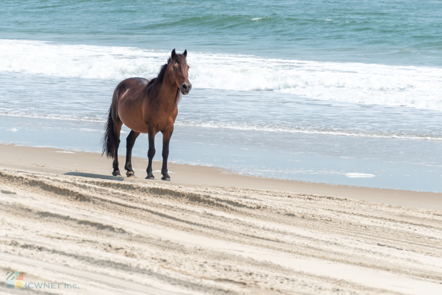 A wild horse in Carova NC