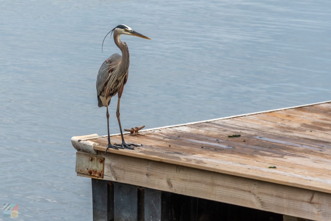 Blue Heron