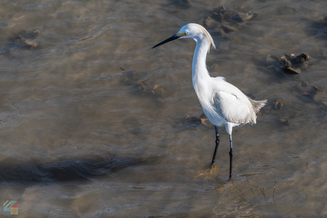 Crane fishes