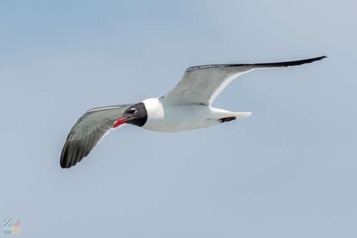 Sea gull